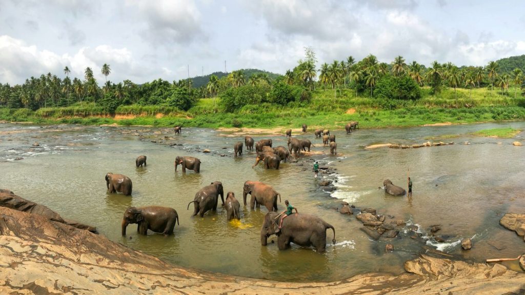 Elephants Pinnawala Sri Lanka