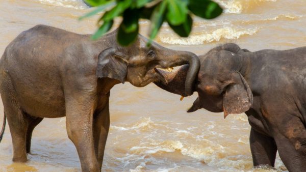 Pinnawala: Meet the Elephants of Pinnawala