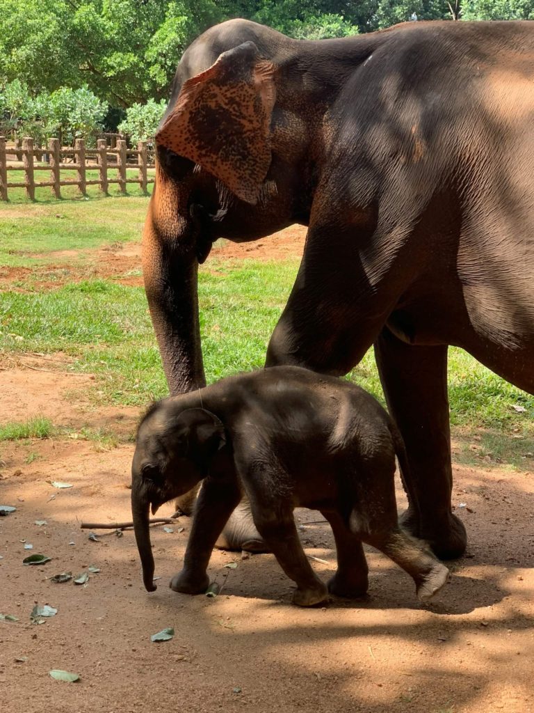 Elephants Pinnawala Sri Lanka