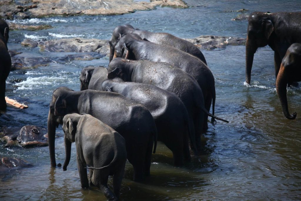 Elephants Pinnawala Sri Lanka