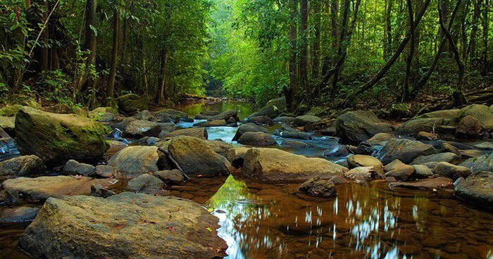 Sinharaja rain forest