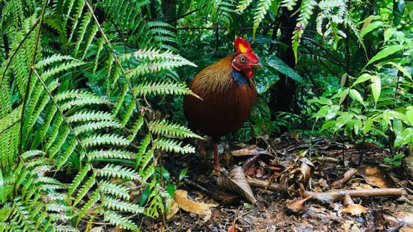 Sinharaja Forest Reserve: Beyond the Beaches