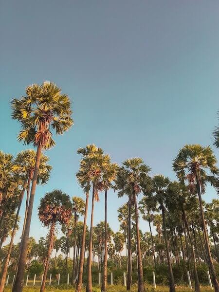 Casuarina Beach