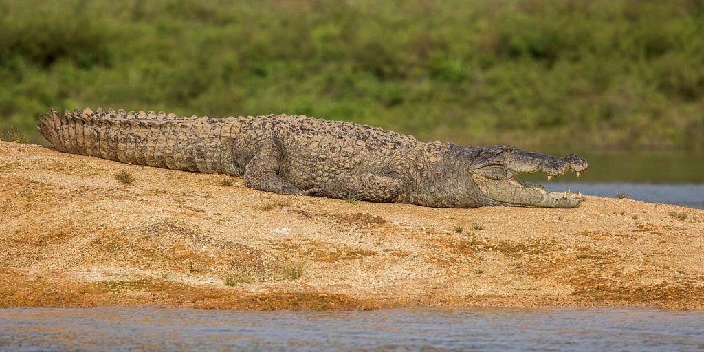 Gal Oya National Park | Crocodile